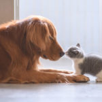 Comment faire accepter un chaton à un chien ?