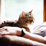 Ce qui rend les chats différents des autres animaux - Secrets de Chats Ce qui rend les chats différents des autres animaux