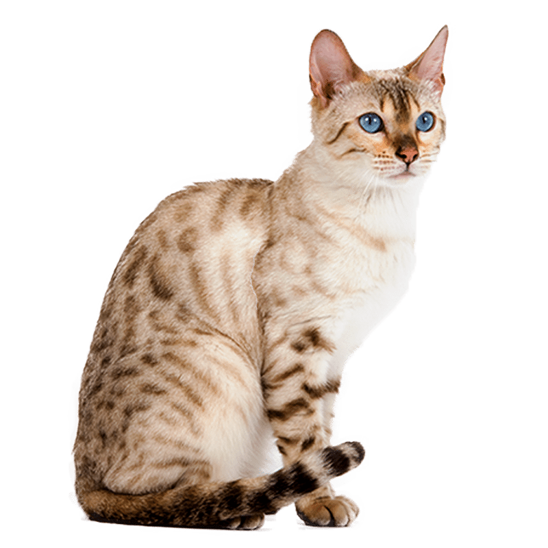 Le Bengal Secrets De Chats