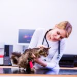Les maladies courantes du chat - Secrets de Chats Les maladies courantes du chat