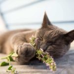 Cataire: qu'est-ce que c'est et pourquoi les chats l'adorent? - Secrets de Chats Cataire: qu'est-ce que c'est et pourquoi les chats l'adorent?