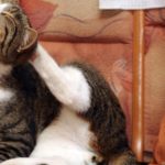 DÉBARRASSER VOTRE CHAT DES PUCES - Secrets de Chats DÉBARRASSER VOTRE CHAT DES PUCES