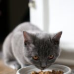 Où placer la nourriture de son chat dans la maison ? - Secrets de Chats Où placer la nourriture de son chat dans la maison ?