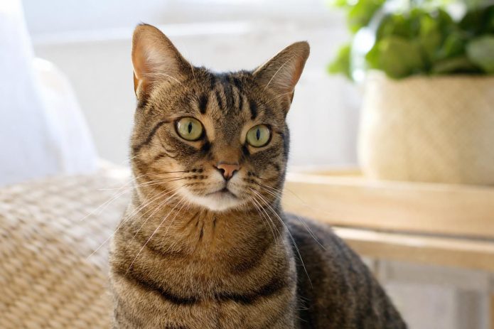 Combien de temps durent les chaleurs de la chatte? - Secrets de Chats découvrez la durée typique des chaleurs chez la chatte, les signes à observer et conseils pour bien gérer cette période.