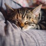 Comment dresser un chat adulte comme un professionnel ? - Secrets de Chats Comment dresser un chat adulte comme un professionnel ?