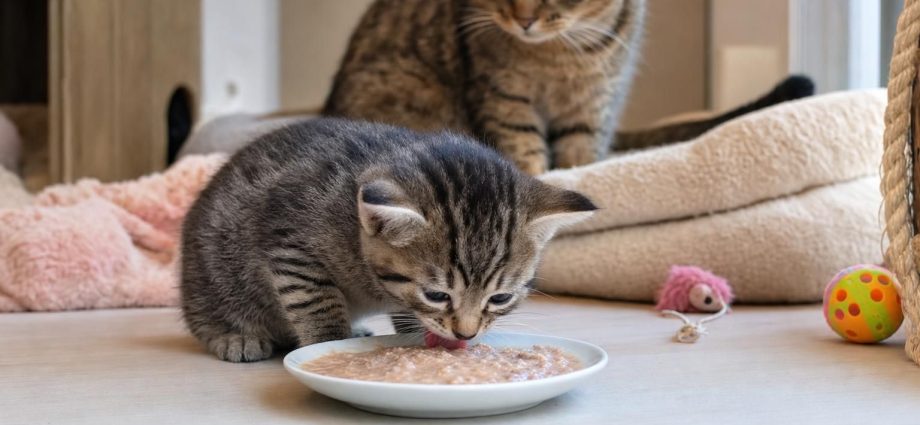 Comment sevrer un chaton ? - Secrets de Chats découvrez les étapes essentielles pour sevrer un chaton en douceur, garantir sa santé et favoriser son développement harmonieux.