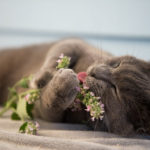 Les chats peuvent-ils manger de l'herbe à chat ? - Secrets de Chats Les chats peuvent-ils manger de l'herbe à chat ?