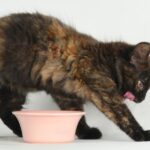 Pourquoi mon chat gratte-t-il et creuse-t-il autour de sa nourriture ? - Secrets de Chats Pourquoi mon chat gratte-t-il et creuse-t-il autour de sa nourriture ?
