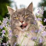 Qu'est-ce que l'herbe à chat ? Pourquoi les chats l'aiment