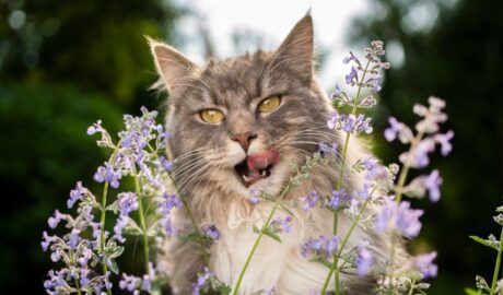 Qu'est-ce que l'herbe à chat ? Pourquoi les chats l'aiment