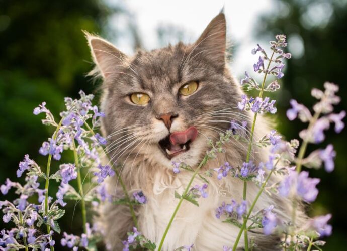Qu'est-ce que l'herbe à chat ? Pourquoi les chats l'aiment - Secrets de Chats Qu'est-ce que l'herbe à chat ? Pourquoi les chats l'aiment