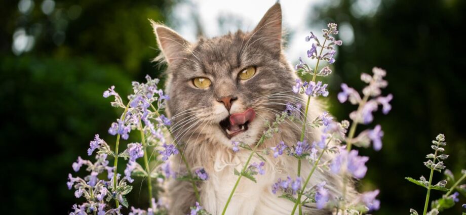 Qu'est-ce que l'herbe à chat ? Pourquoi les chats l'aiment - Secrets de Chats Qu'est-ce que l'herbe à chat ? Pourquoi les chats l'aiment