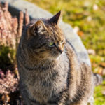 Comment gérer les parasites chez le chat ? - Secrets de Chats Comment gérer les parasites chez le chat ?