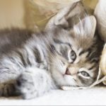 Allergie aux chats : quelles possibilités ? - Secrets de Chats Allergie aux chats : quelles possibilités ?