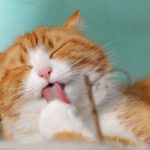 Guide des besoins nutritionnels des chats