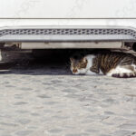 Comment empêcher les chats d'entrer dans le garage - Secrets de Chats Comment empêcher les chats d'entrer dans le garage