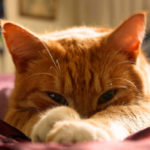Quelques particularités du chat - Secrets de Chats Quelques particularités du chat