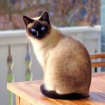 Pourquoi installer un traceur GPS pour son chat ?
