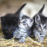 Faire don d’un chaton : les règles à suivre - Secrets de Chats Faire don d’un chaton : les règles à suivre