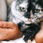 Le collier antiparasitaire Seresto est-il vraiment efficace contre les puces et les tiques ?