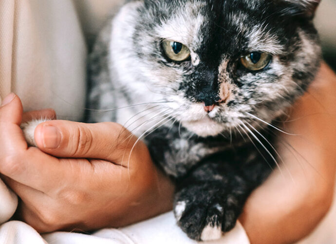 Le collier antiparasitaire Seresto est-il vraiment efficace contre les puces et les tiques ? - Secrets de Chats Le collier antiparasitaire Seresto est-il vraiment efficace contre les puces et les tiques ?