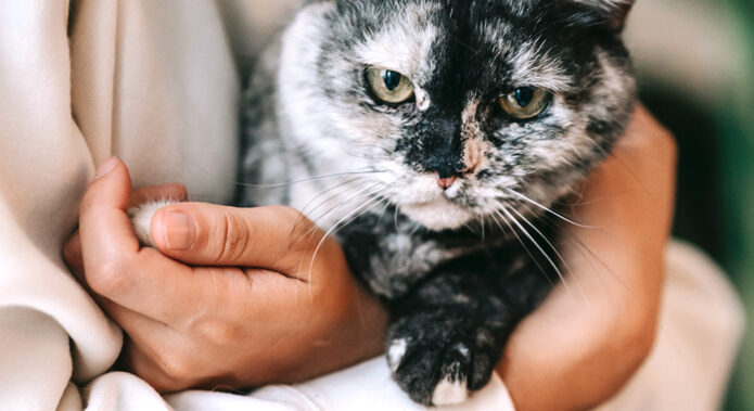 Le collier antiparasitaire Seresto est-il vraiment efficace contre les puces et les tiques ?