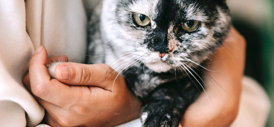 Le collier antiparasitaire Seresto est-il vraiment efficace contre les puces et les tiques ? - Secrets de Chats Le collier antiparasitaire Seresto est-il vraiment efficace contre les puces et les tiques ?
