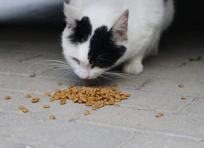Pourquoi choisir les croquettes pour chat sur des sites spécialisés ? - Secrets de Chats Pourquoi choisir les croquettes pour chat sur des sites spécialisés ?