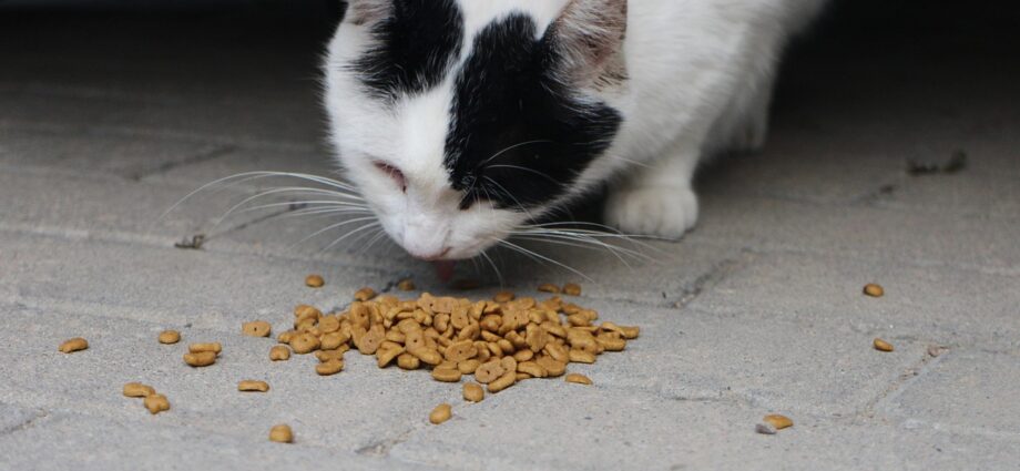 Pourquoi choisir les croquettes pour chat sur des sites spécialisés ?