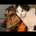 Funny Cats and Dogs Compilation