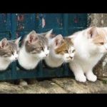 Try Not To Laugh Challenge - Funny and Cute CAT Videos Compilation #2