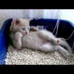 Cats Don't Care - Funny Video