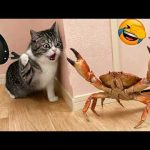 Try Not To Laugh😜165 Funniest Pets Moments EVER 🐶😹 Funny Animal videos Part 2