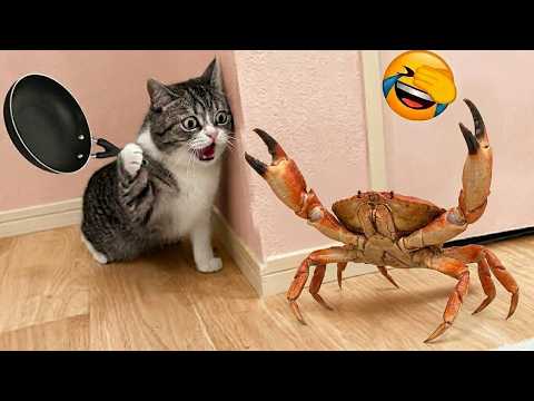 Try Not To Laugh😜165 Funniest Pets Moments EVER 🐶😹 Funny Animal videos Part 2