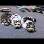 Super Cute and Funny CAT and KITTEN Compilation
