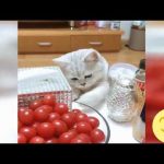 Vidéo Chat drôle - Vidéo drôle à mourir de rire ! *14*#short