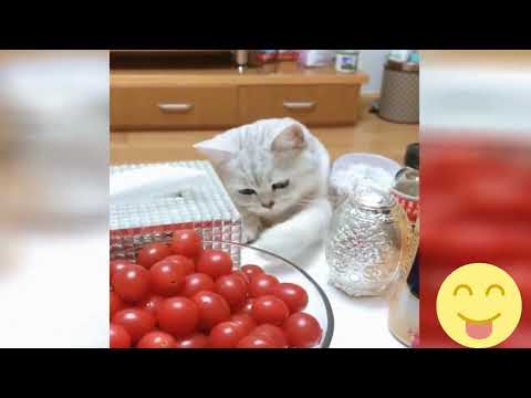 Vidéo Chat drôle - Vidéo drôle à mourir de rire ! *14*#short - Secrets de Chats Vidéo Chat drôle - Vidéo drôle à mourir de rire ! *14*#short