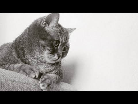Vidéo de chat drôle. Quotidien des chats ...#9 - Secrets de Chats Vidéo de chat drôle. Quotidien des chats ...#9