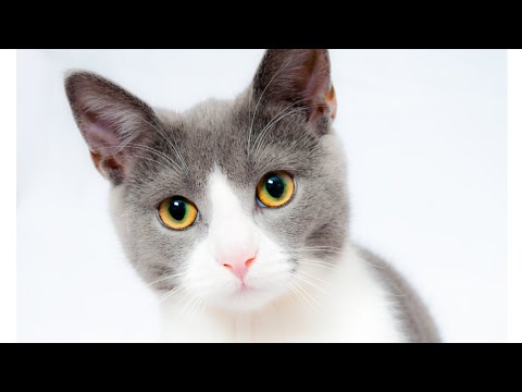 Vidéo de chat drôle. Quotidien des chats ...#11 - Secrets de Chats Vidéo de chat drôle. Quotidien des chats ...#11
