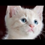 Vidéo de chat drôle. Quotidien des chats ...#12