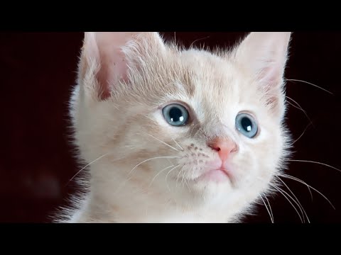 Vidéo de chat drôle. Quotidien des chats ...#12 - Secrets de Chats Vidéo de chat drôle. Quotidien des chats ...#12