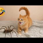 Try Not To Laugh😜165 Funniest Pets Moments EVER 🐶😹 Funny Animal videos Part 3
