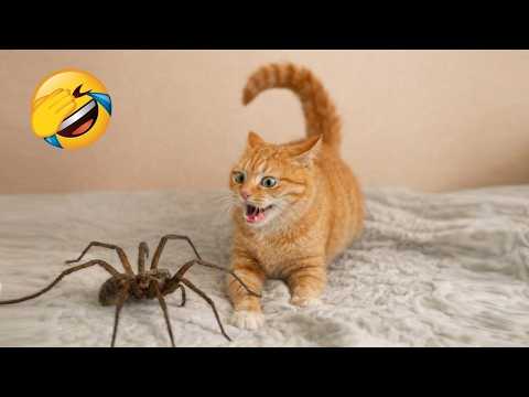 Try Not To Laugh😜165 Funniest Pets Moments EVER 🐶😹 Funny Animal videos Part 3