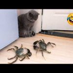 Try Not To Laugh😜165 Funniest Pets Moments EVER 🐶😹 Funny Animal videos Part 1