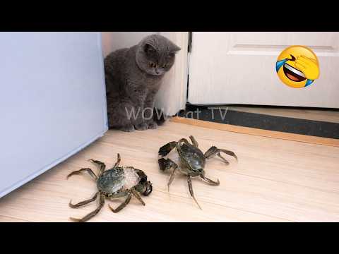 Try Not To Laugh😜165 Funniest Pets Moments EVER 🐶😹 Funny Animal videos Part 1