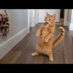 Try Not To Laugh 😅 Funny Cats and Dogs Videos 2026 😹 funny animal videos Part 97