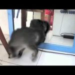 Vidéo Drôle Chats et Chiens ! Vidéo drôle à mourir de rire ! *13*#short