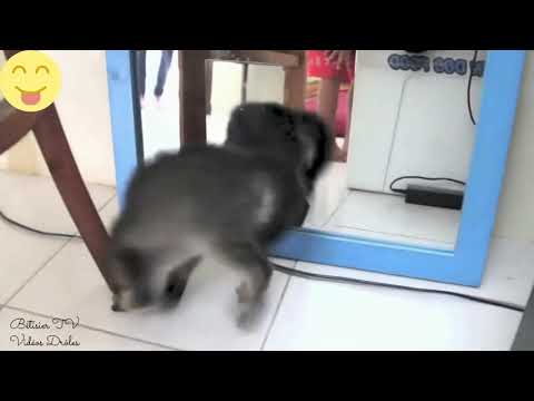 Vidéo Drôle Chats et Chiens ! Vidéo drôle à mourir de rire ! *13*#short - Secrets de Chats Vidéo Drôle Chats et Chiens ! Vidéo drôle à mourir de rire ! *13*#short