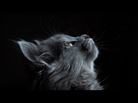 Vidéo de chat drôle. Quotidien des chats ...#10 - Secrets de Chats Vidéo de chat drôle. Quotidien des chats ...#10