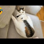 New Funny Cat and Dog Videos 2026 😹🐶 Funniest Animals 🤣 Part 3